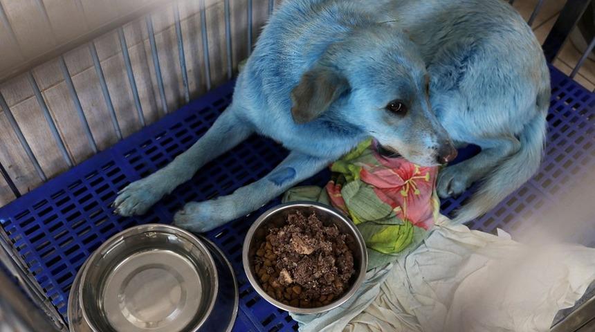 Rusya’da ortaya çıkan mavi köpeklerin gizemi çözüldü