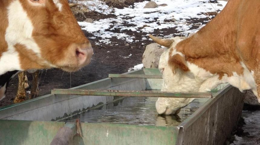 Aydın&rsquo;da 22 mahallede Şap Karantinası uygulanmaya başladı