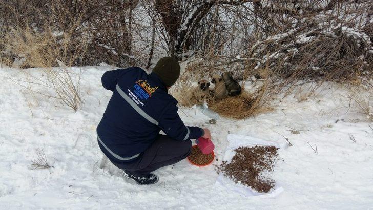 Kırşehir Belediyesi’nden yaban hayvanlarına mama ve kulübe G3