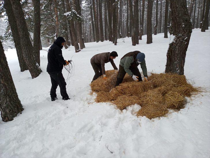 Aladağ Yaylası'nda bir metre karda yaşam mücadelesi veren yabani hayvanlara yem bırakıldı G1