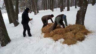 Aladağ Yaylası'nda bir metre karda yaşam mücadelesi veren yabani hayvanlara yem bırakıldı