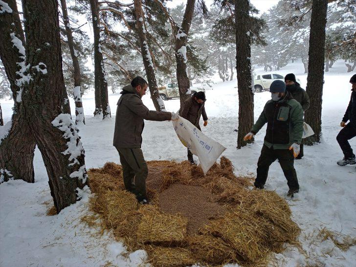 Aladağ Yaylası'nda bir metre karda yaşam mücadelesi veren yabani hayvanlara yem bırakıldı G3