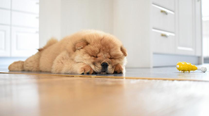 Evde beslenebilecek köpekler hangileri? Aslında hayal değil! Tüy dökmeyen, evde ve apartmanda beslenebilecek köpek cinsleri