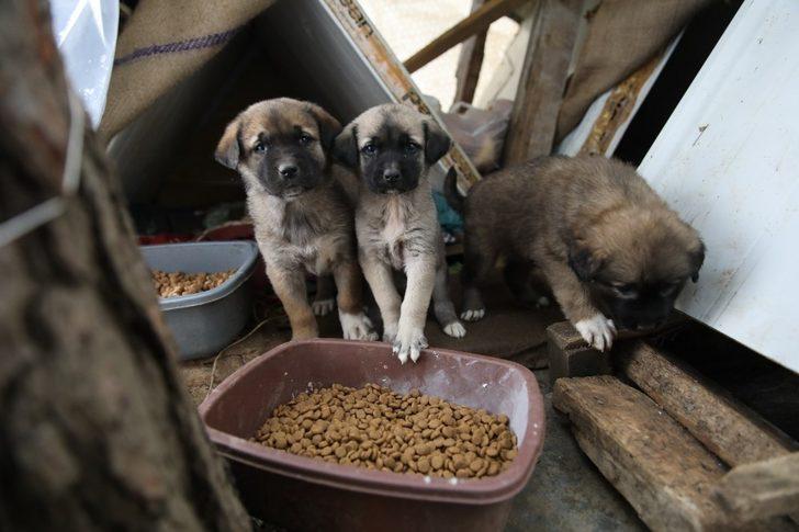 Fatsa’da sokak hayvanları yalnız değil G1