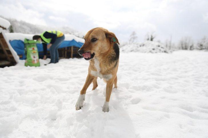 Fatsa’da sokak hayvanları yalnız değil G2