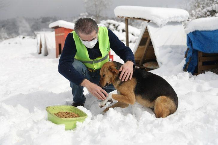 Fatsa’da sokak hayvanları yalnız değil G3