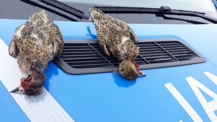 Koruma altındaki altın yağmurcun kuşlarını avladılar G1