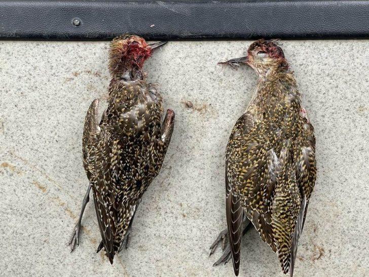 Koruma altındaki altın yağmurcun kuşlarını avladılar G2