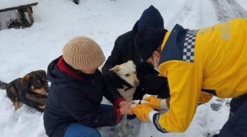 Bakan Koca, yaralı köpeğe müdahale eden paramedik Mustafa Baran'ın fotoğrafını paylaştı