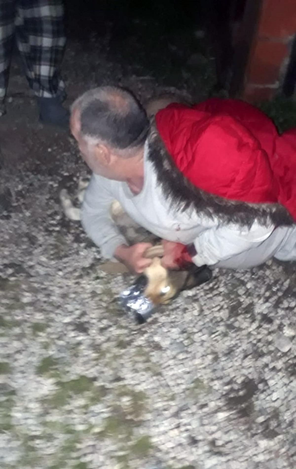 K&ouml;peğin saldırdığı vatandaşı Jandarma kurtardı