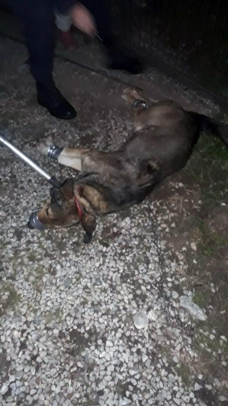 Köpeğin saldırdığı vatandaşı Jandarma kurtardı G2