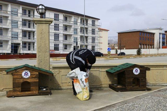 Erzincan’da sokak hayvanları için üretilen ahşap barınaklara mama bırakıldı