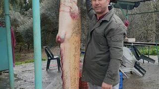 Seyhan Baraj Gölü'ndeki dev yayın balığını iki saatte tekneye zor çektiler