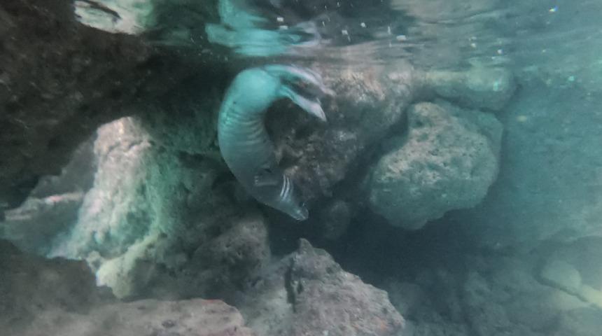 Antalya'da nesli tehlike altındaki Akdeniz foku görüntülendi