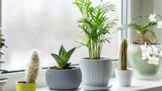 Kışın çiçeklere bakmanın püf noktaları! Dış mekan bitkilerinde yanmış hayvan gübresi, iç mekanda...