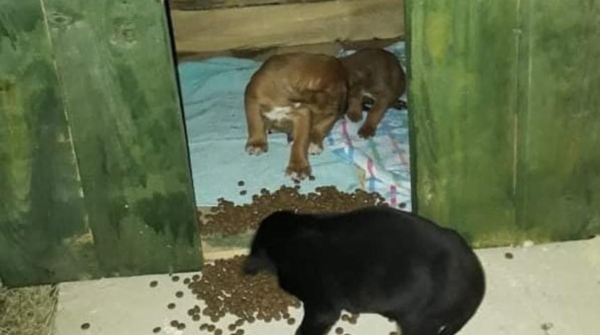 Belediye ekipleri 4 k&ouml;peği donmak &uuml;zereyken kurtardı