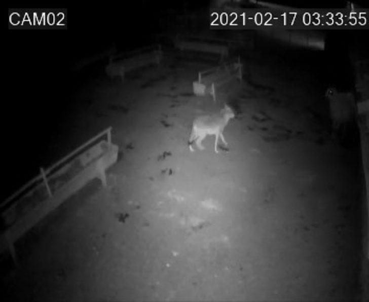 Aç kalan kurt ağıldaki koyunlara saldırdı G1