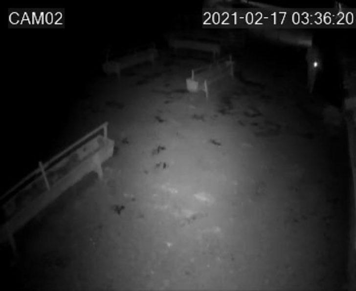 Aç kalan kurt ağıldaki koyunlara saldırdı G2