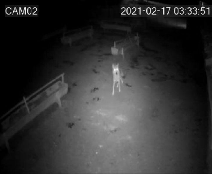 Aç kalan kurt ağıldaki koyunlara saldırdı G3