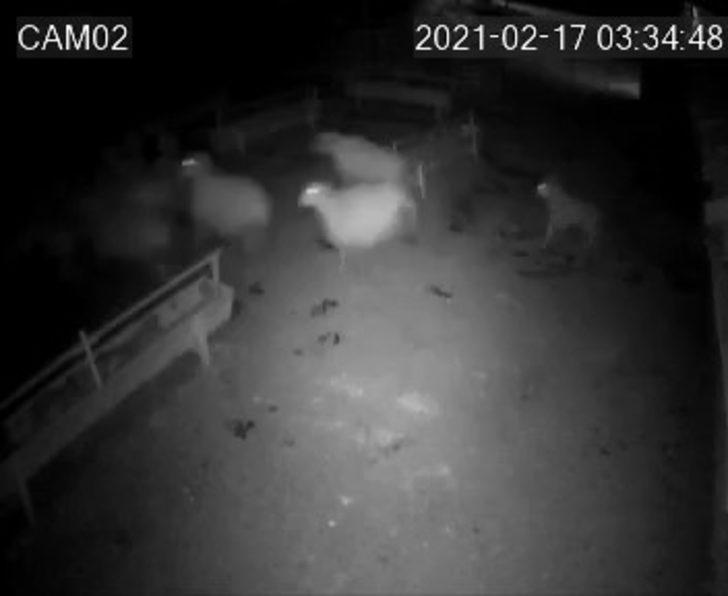 Aç kalan kurt ağıldaki koyunlara saldırdı G4