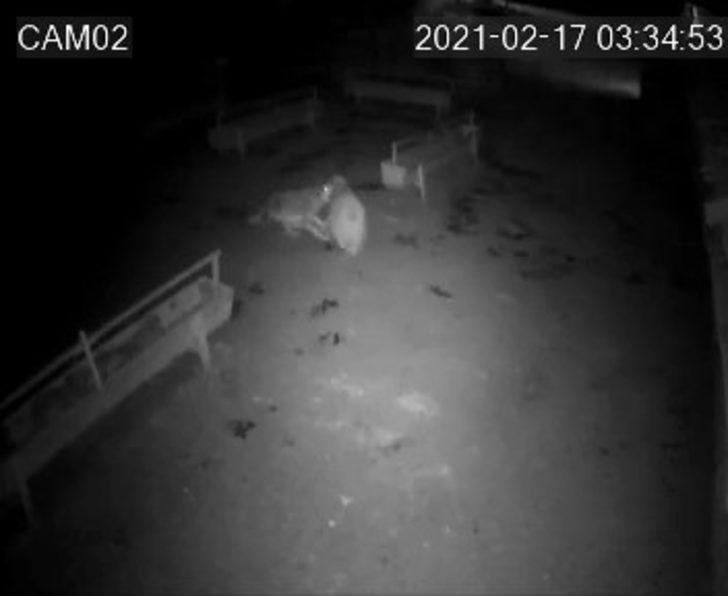 Aç kalan kurt ağıldaki koyunlara saldırdı G5