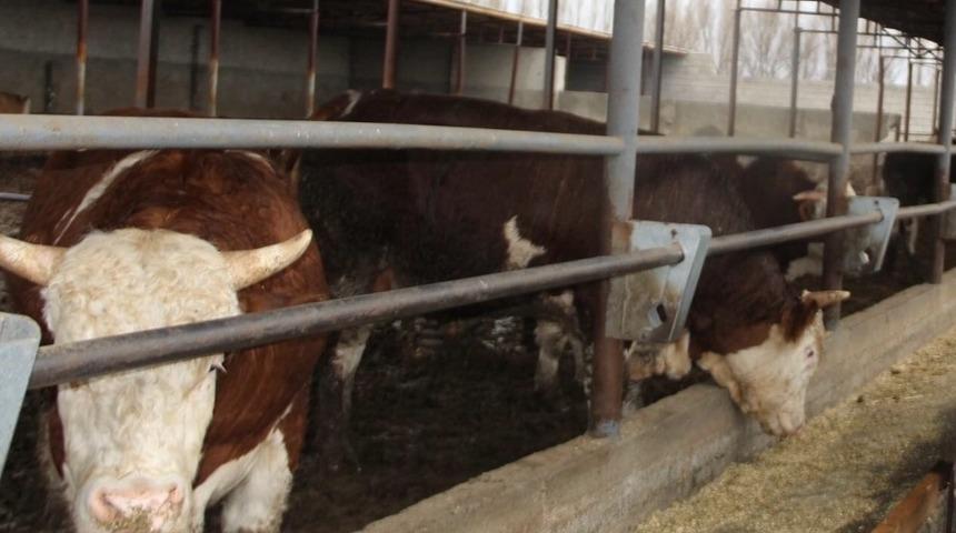 Hayvan tespit ve aşılama &ccedil;alışmaları devam ediyor