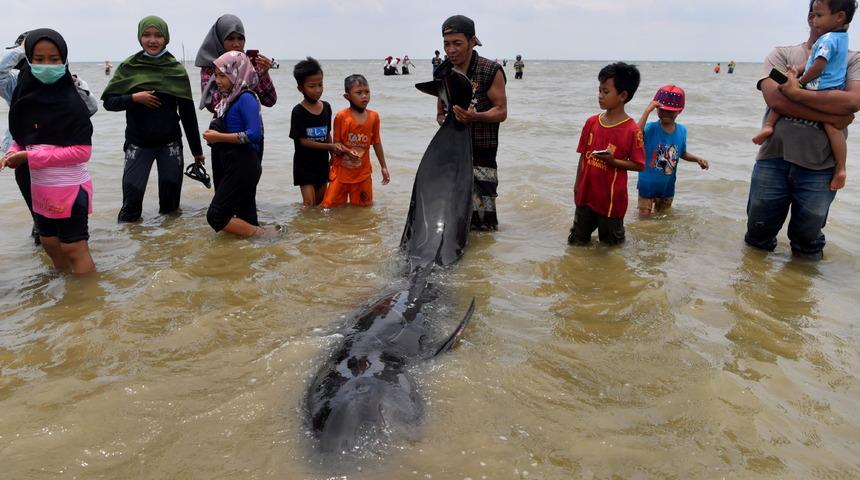 Endonezya’da 46 pilot balina kıyıya vurdu