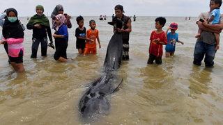 Endonezya’da 46 pilot balina kıyıya vurdu
