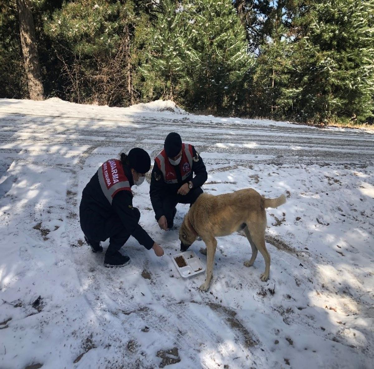 Jandarma sokak hayvanlarını zorlu iklim koşularında yalnız bırakmıyor