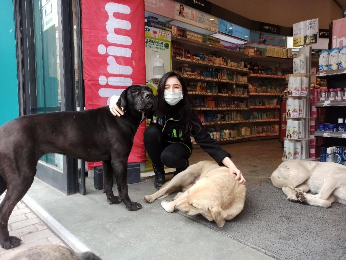 Soğuktan mağazaya sığınan k&ouml;peklere &ccedil;alışanlar bakıyor