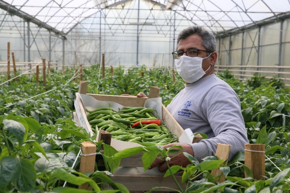 Ata tohumlarından hasat başladı