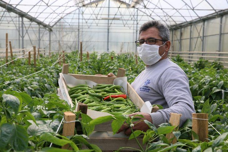 Ata tohumlarından hasat başladı G1