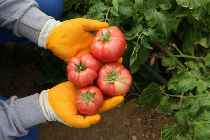 Ata tohumlarından hasat başladı G2