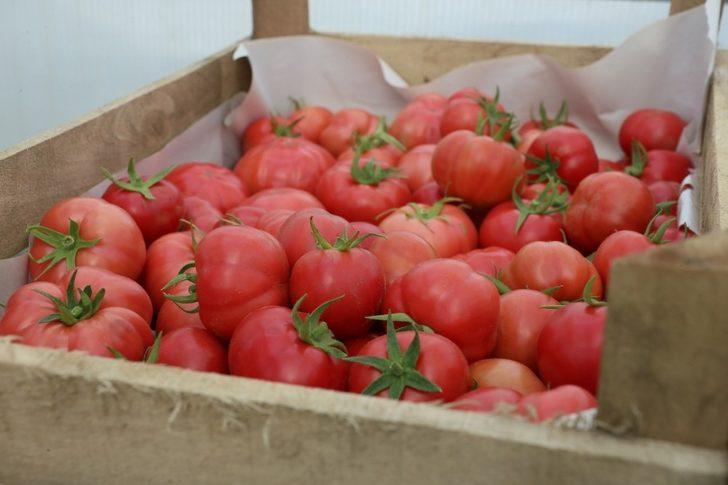 Ata tohumlarından hasat başladı G3