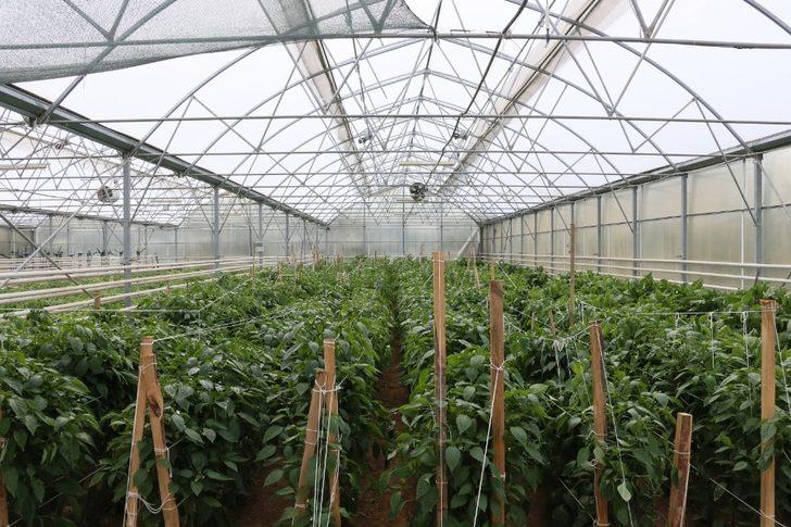 Ata tohumlarından hasat başladı G4