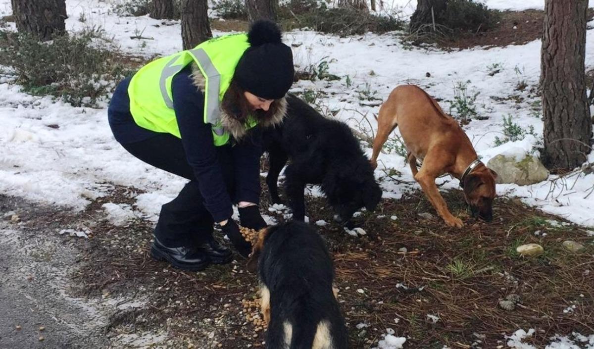 Sinop İl &Ouml;zel İdaresi ağır kış g&uuml;nlerinde hayvan dostları unutmadı