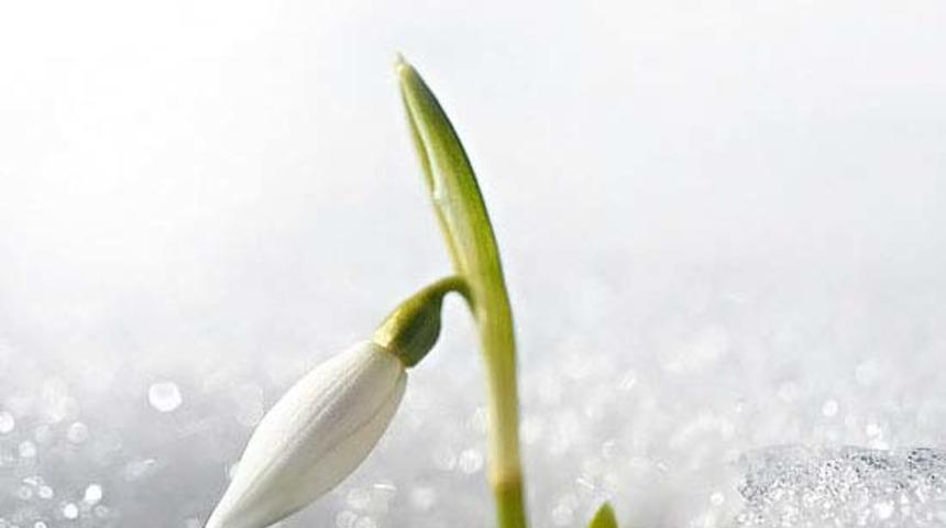 Kardelen çiçeğini koparmanın cezası 80 bin, kökünden sökmenin ise 241 bin lira