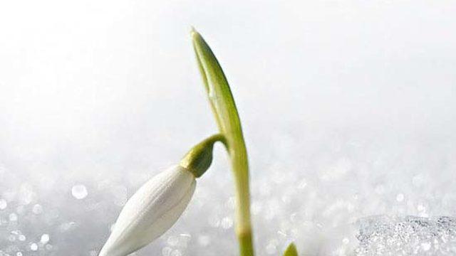 Kardelen çiçeğini koparmanın cezası 80 bin, kökünden sökmenin ise 241 bin lira