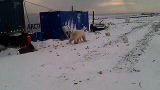 Rusya'da şantiyelere inen kutup ayıları büyük korku yaşattı