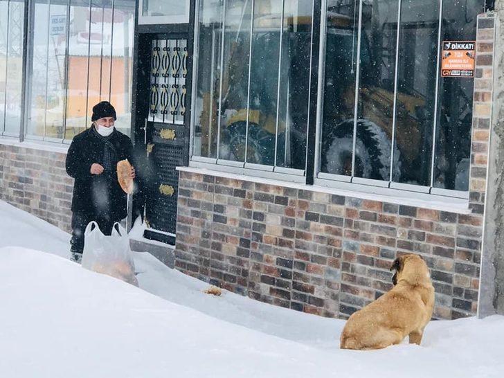 Bektaş yaylasında sokak hayvanları unutulmadı G2