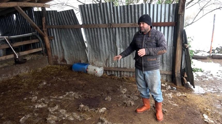 Köye inen kurtlar, 13 koyunu parçaladı