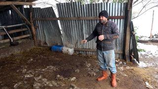 Köye inen kurtlar, 13 koyunu parçaladı