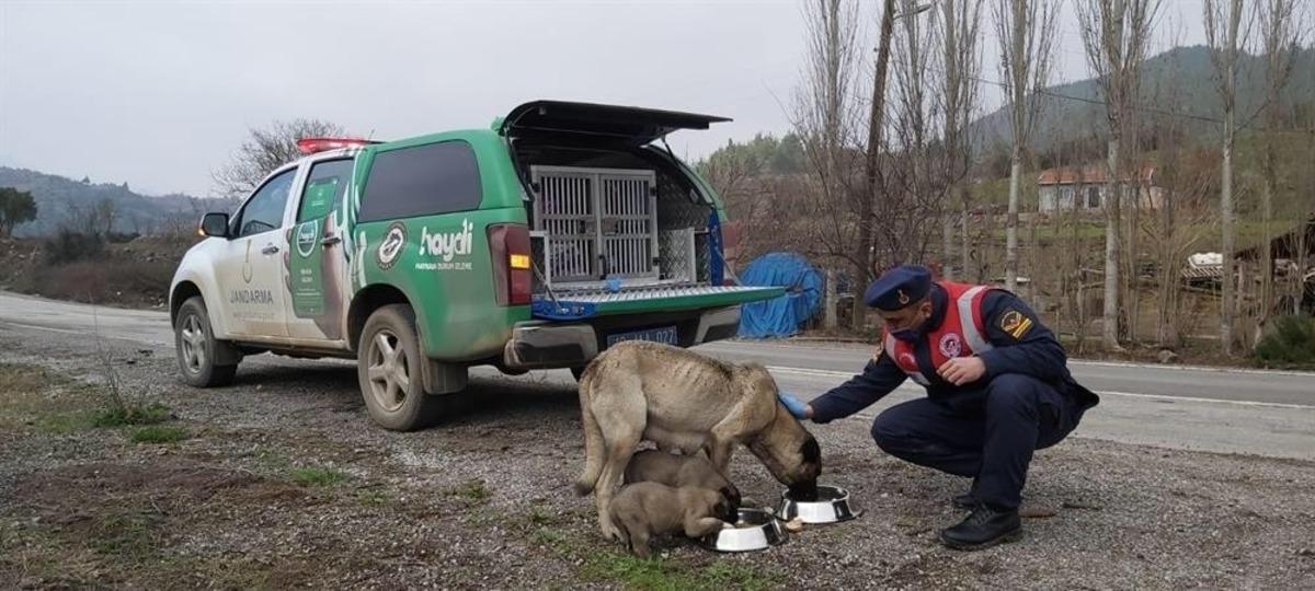 Jandarmadan sokak hayvanlarına yem