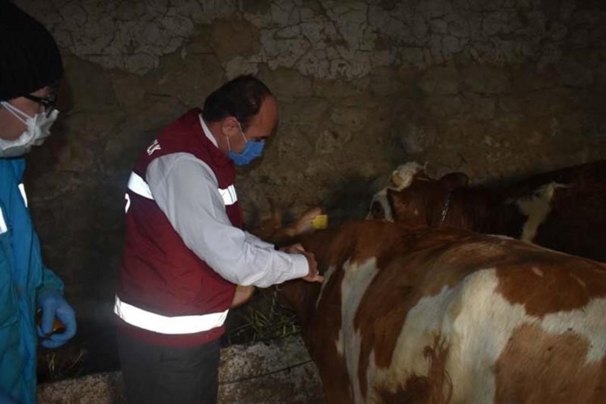 Bayburt&rsquo;ta 80 bin baş hayvana şap aşısı vurularak 18 bin hayvana k&uuml;pe takılacak