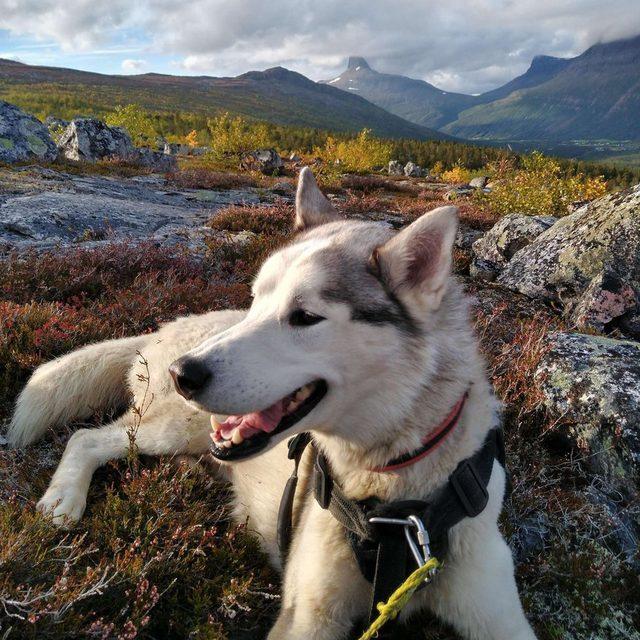 Malin'in köpeği Jarek