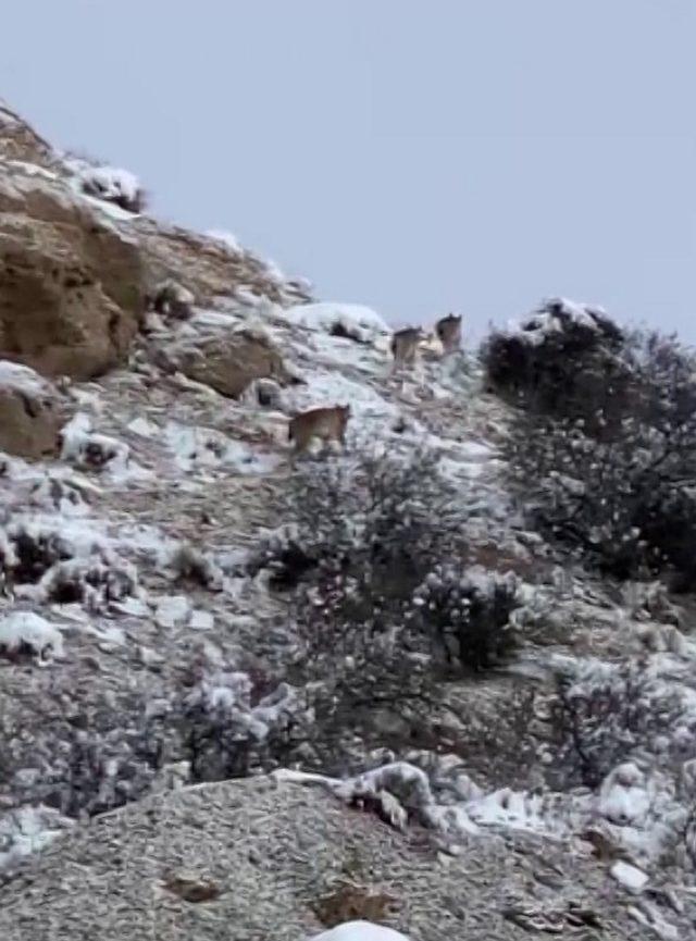 Nesli tükeniyor, doğanın hayaletleri bir arada görüldü 1