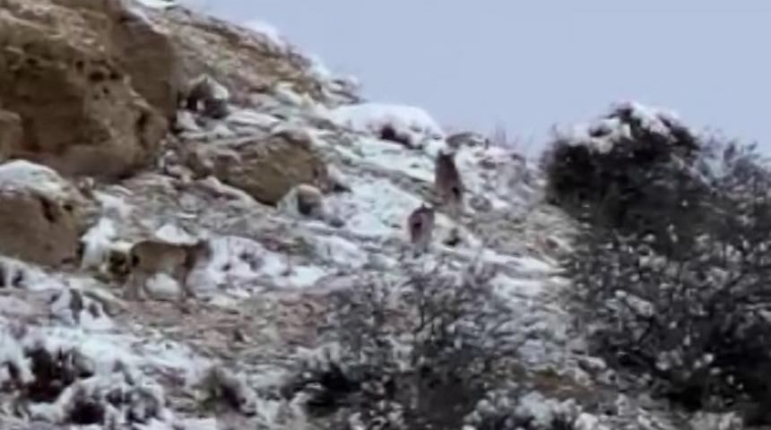 Nesli tükeniyor, doğanın hayaletleri bir arada görüldü