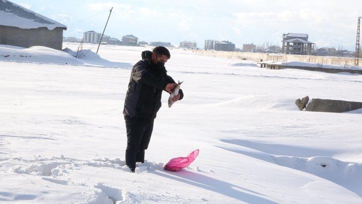 Yavrularıyla mahalleyi mesken tutan tilkiye balık ve et ikramı G2