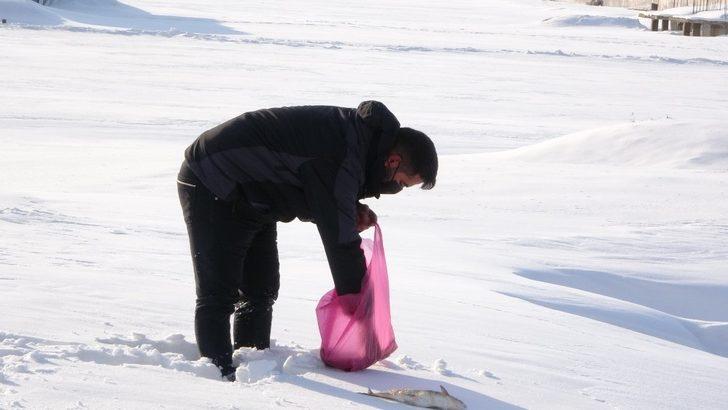 Yavrularıyla mahalleyi mesken tutan tilkiye balık ve et ikramı G3