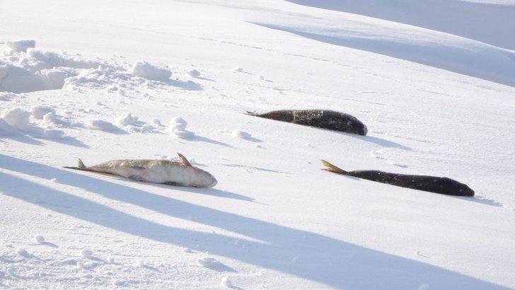 Yavrularıyla mahalleyi mesken tutan tilkiye balık ve et ikramı G4
